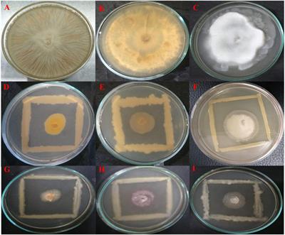 Decoding the Plant Growth Promotion and Antagonistic Potential of Bacterial Endophytes From Ocimum sanctum Linn. Against Root Rot Pathogen Fusarium oxysporum in Pisum sativum